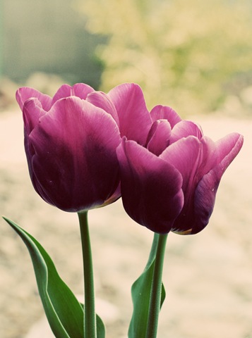 [tulips[6].jpg]