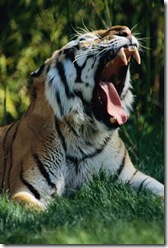 Tiger-roaring_s