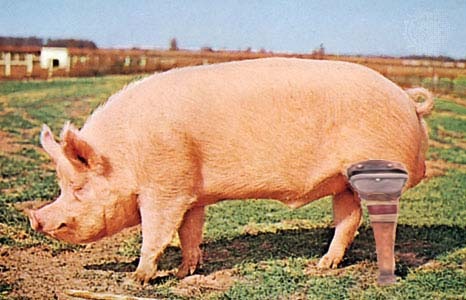 [pig_leg[3].jpg]