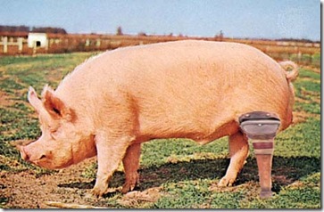 pig_leg