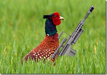 phesant_barrett