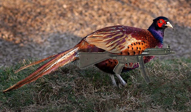[pheasent_with_gun[4].jpg]