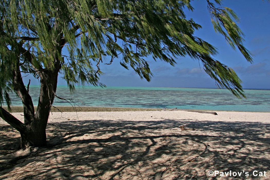 [heron_island_2[4].jpg]