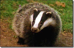 badger