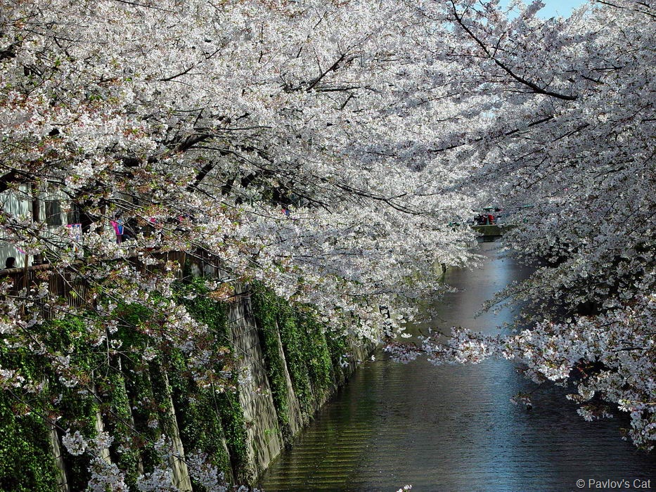 [sakura_7[4].jpg]
