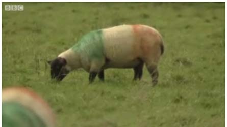 [sheep[2].jpg]