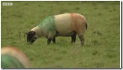sheep