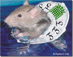 commons_rat