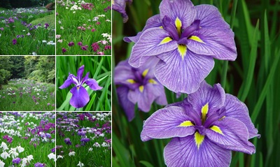 View Iris