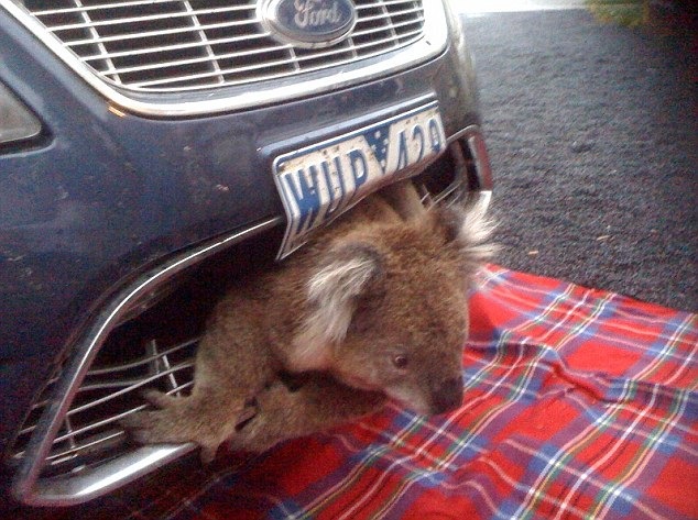 [koala[4].jpg]