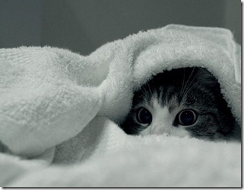 cat_towel