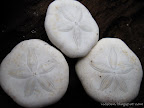 Sand Dollars