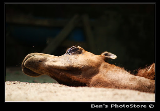 Animal+sunbathing