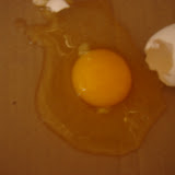 BURGAN AGRI CO. SUPPLIES COMPLETE EGG TESTING SYSTEM FOR KUWAIT MUNICIPALITY