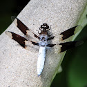 Common Whitetail dragonfly