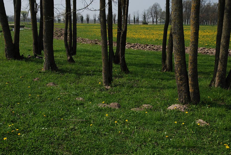 Giardino_22.jpg
