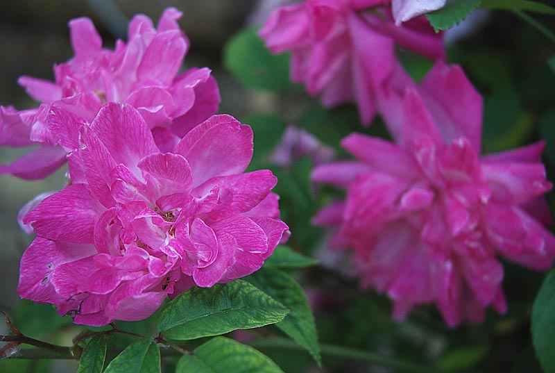 Giardino_33.jpg