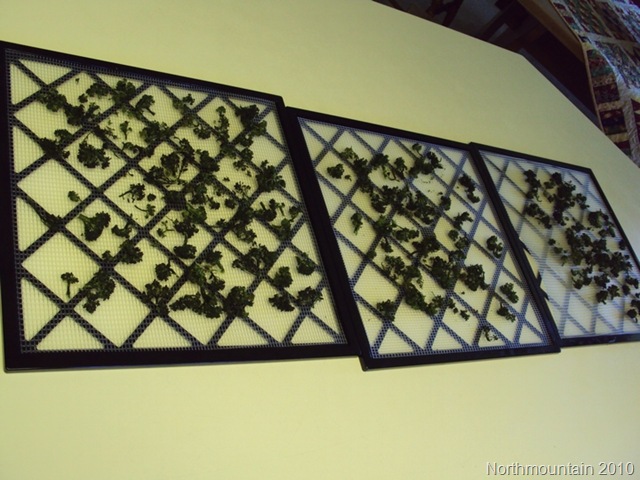 [dehydrated_brocolli_3trays[6].jpg]
