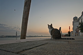 In Venedig zu Hause