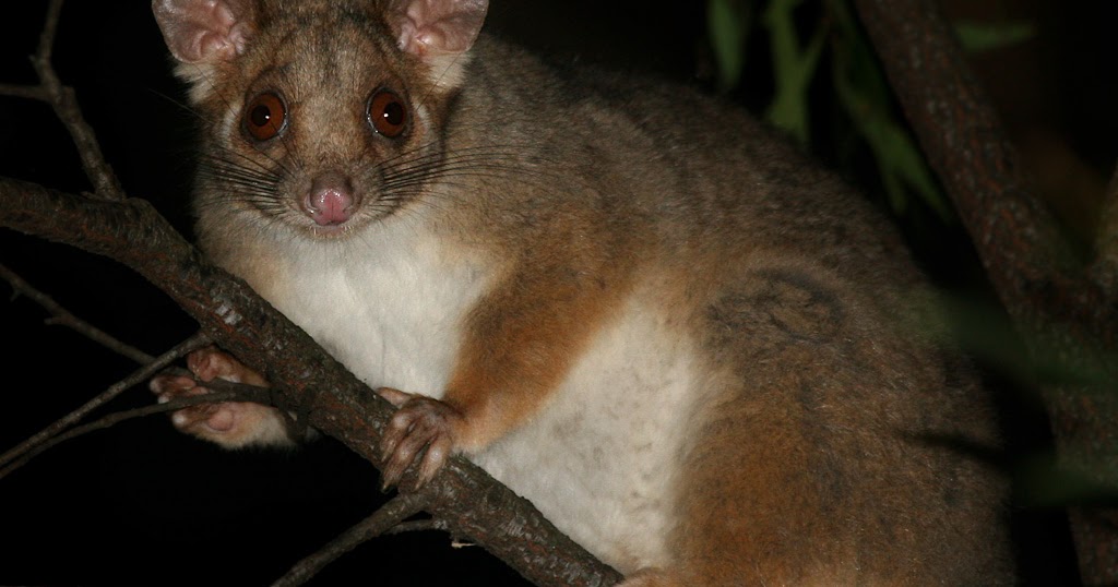  Portraits of Australian Animals Tilcheff bloG Sydney nightlife