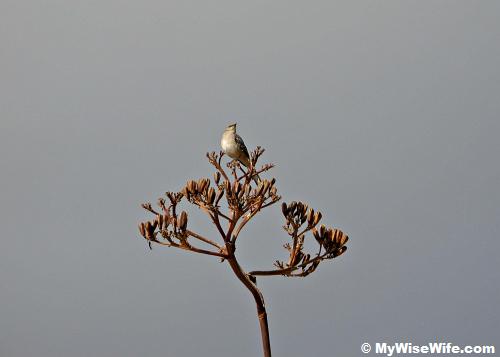 The bird is resting on Century Plant The bird is resting on Century Plant