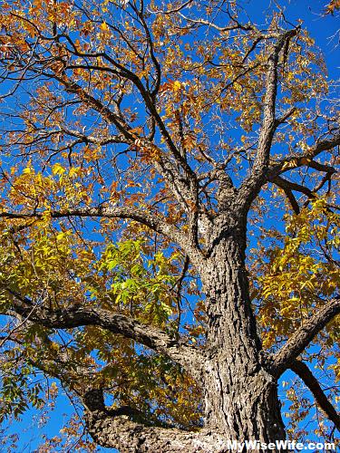 Another alien tree