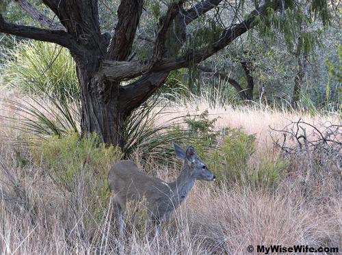 White-tailed deer roaming free White-tailed deer roaming free