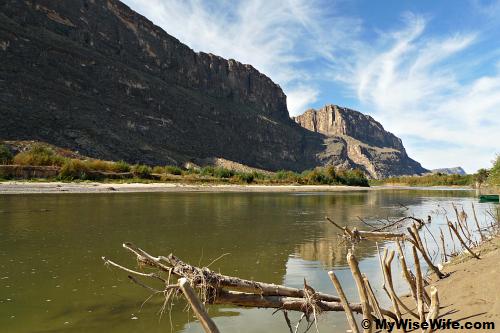 Roots and trunks by Rio Grande river bank Roots and trunks by Rio Grande river bank