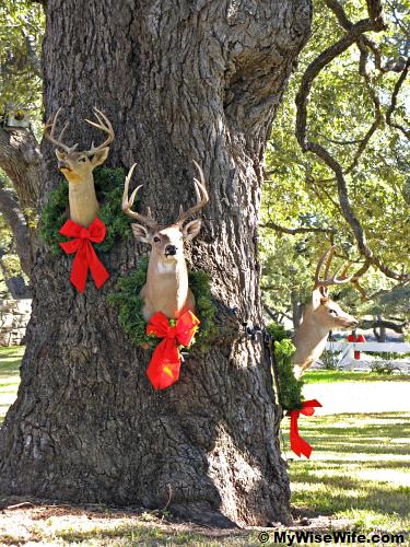 Reindeers
