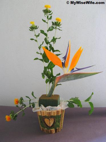 Introducing Safflowers Introducing Safflowers