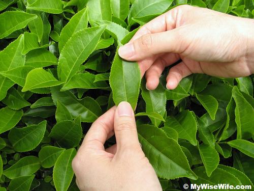 Confirming tea leaves with zig-zagged edge Confirming tea leaves with zig-zagged edge