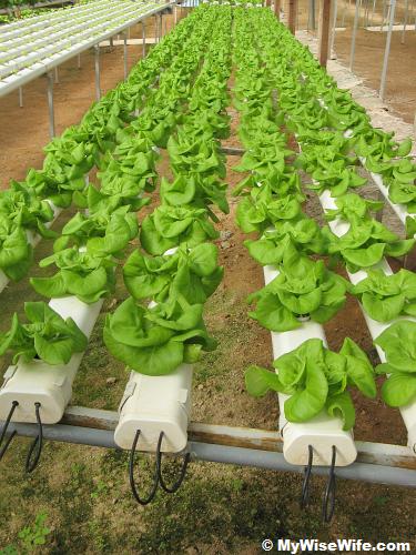 ButterHead Lettuce ButterHead Lettuce