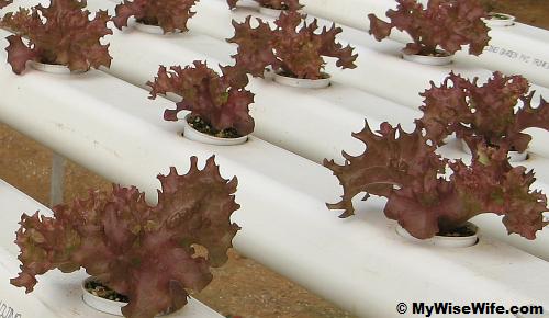 Red Coral Lettuce - not yet ready for sale Red Coral Lettuce - not yet ready for sale