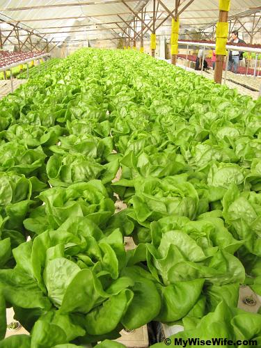 ButterHead Lettuce - ready to harvest! ButterHead Lettuce - ready to harvest!