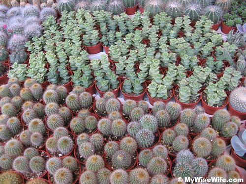 Cactus Cactus