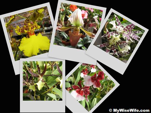 All kinds of Orchids All kinds of Orchids