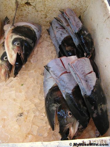 The fish heads are chilled with ice The fish heads are chilled with ice