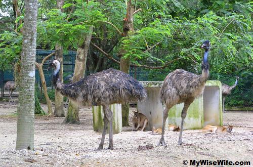 A pair of Emus or Dromaius novaehollandiae 
