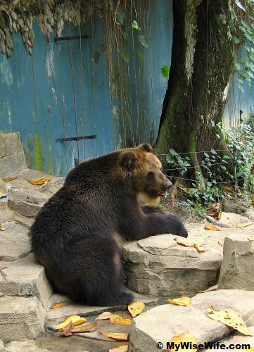 Resting Brown Bear after an afternoon meal Resting Brown Bear after an afternoon meal