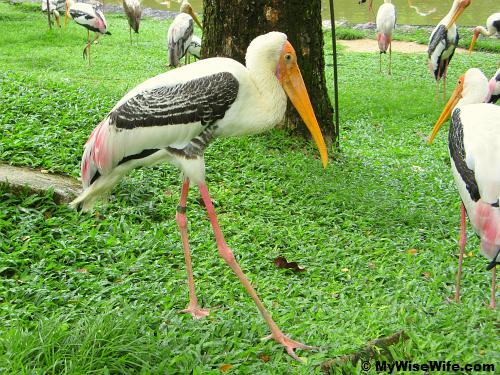 The vulnerable Painted Stork (corrected from Milky Stork) The vulnerable Painted Stork (corrected from Milky Stork)