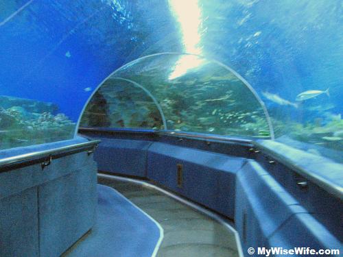 Moving walkway in the tunnel of the Living Ocean