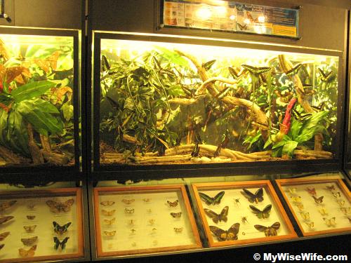 Preserved butterflies