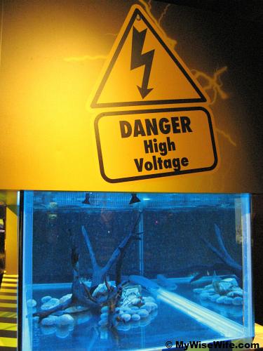 Electric Eel in its own tank