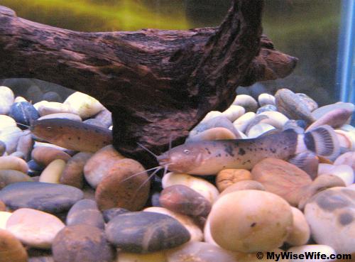 Electric Catfish..watch out!