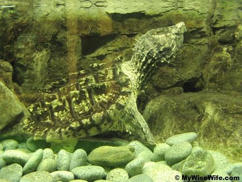 Blend in with its habitat, is it real? Alligator Snapping Turtle