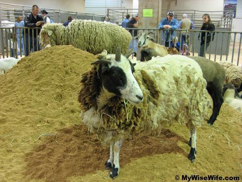 Mountain lamb? Mountain lamb?