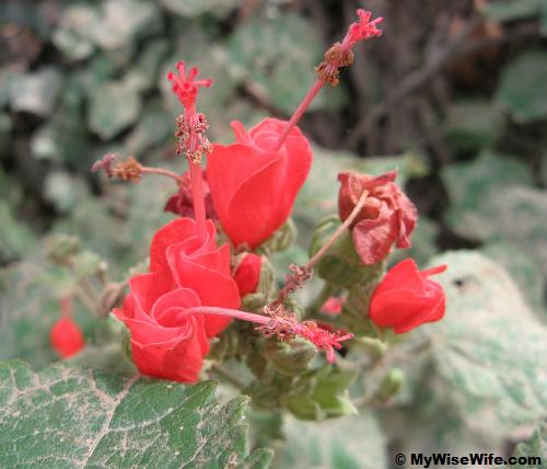 Beautiful flora - what is this plant called? Beautiful flora - what is this plant called?