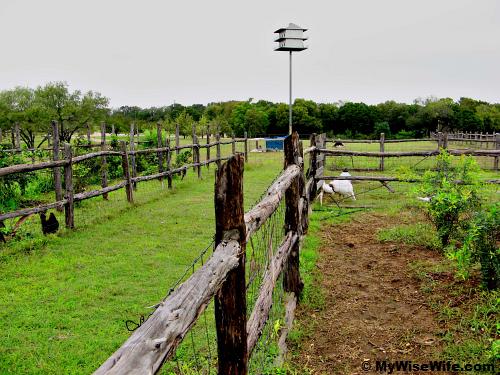 Barn yard and pigeon holes Barn yard and pigeon holes