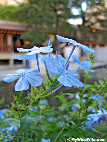 Blue flowers Blue flowers