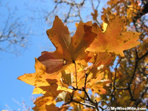 Maple leaves Maple leaves